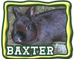 grand champion rabbit button