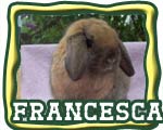 The Nature Trail's Francesca - Champion Holland Lop