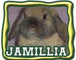 The Nature Trail's jamillia - floppy-eared bunny female
