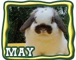 The Nature Trail's May - Female Holland lop