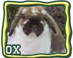 grand champion rabbit button