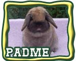 The Nature Trail's padme - Quality Holland lop doe