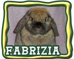 grand champion rabbit button