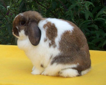 belle- a tough-to-breed holland lop doe