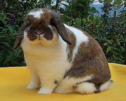 belle - a broken tortoise Holland Lop Rabbit