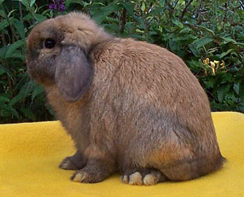 Grand Champion Holland Lop