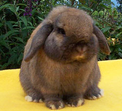 holland lop rabbit with successful show record