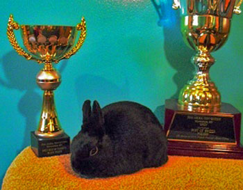 Top quality black polish show rabbit