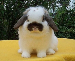 May - champion holland lop rabbit