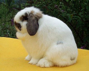 False charlie cute lop rabbit