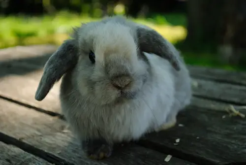 Grand Champion Holland Lop