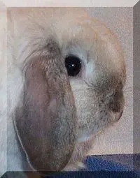 Holland Lop Ears with Good crown