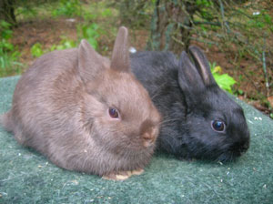 two young rabbits black and chocolate gene
