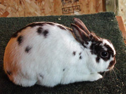 broken chocolate polish show rabbit doe genetics