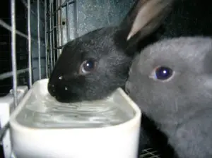 baby bunnies drinking from water dish - black and blue