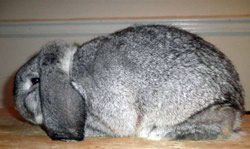 Mini Lop Rabbit Chinchilla Gene