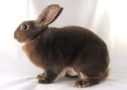 opal rex rabbit