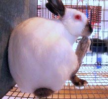 rabbit with himalayan gene licking hind foot.