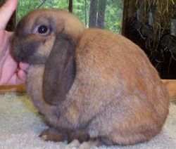 holland lop junior with ears too long