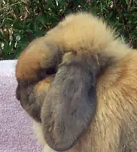 Holland Lop Ears with Good Crown