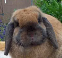 Holland Lop Ears with Good Substance