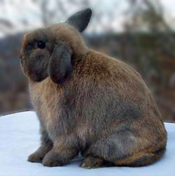 junior holland lop with very cute tight crown