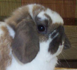 Ideal length and placement of Holland and Fuzzy Lop ears and crowns