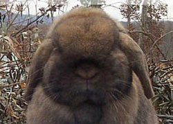rabbit with good shape to head - Holland Lop