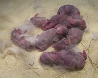 furless baby rabbits - peanuts and normals compared