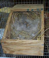 holland lop mother's fur lining nest for babies