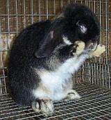 Black otter solid holland lop taking a bath