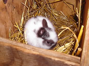 very cute baby polish rabbit in nestbox broken chocolate