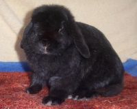 black rabbit lop eared bunny