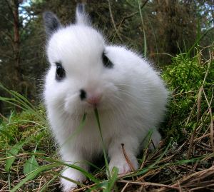 baby dwarf breed rabbit very cute
