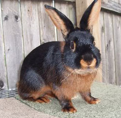 Tan rabbit breed with at gene