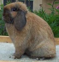 genetically tortoise holland lop rabbit