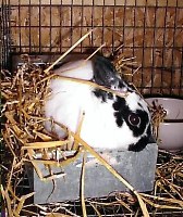 Mother rabbit getting nest ready for her babies