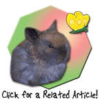 Click for an article on how to buy a good show rabbit