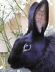 A clamp tattoo on a silver rabbit black