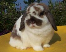 taking good rabbit holland lop photographs