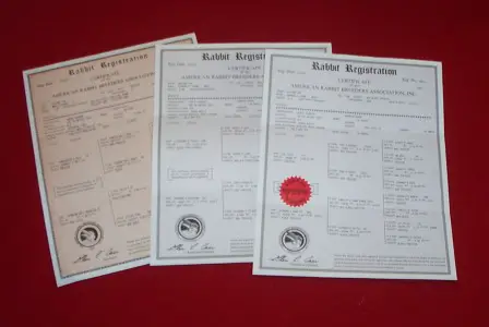 Official rabbit registration papers