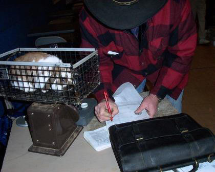 ARBA licensed registrar weighing holland lop rabbit
