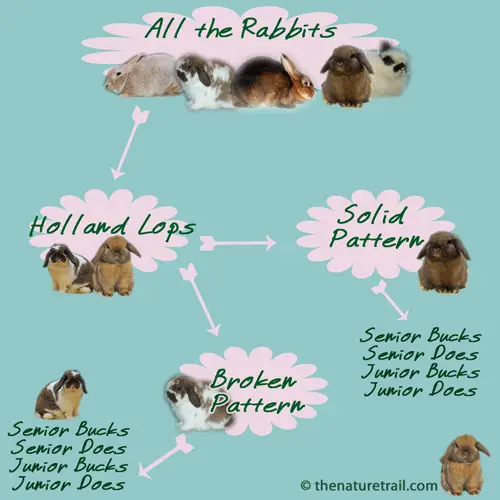 How to show holland lop rabbits diagram 