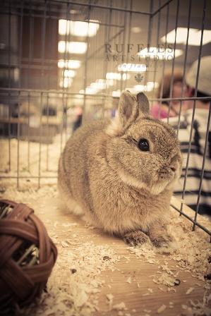 Netherland Dwarf Rabbit professional photography