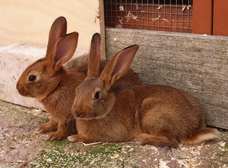 Belgian Hare Rabbits