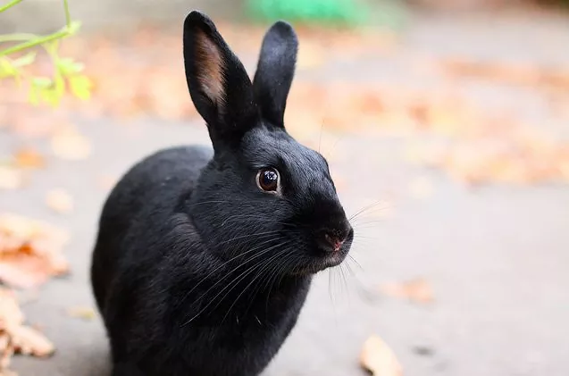 Havana rabbit