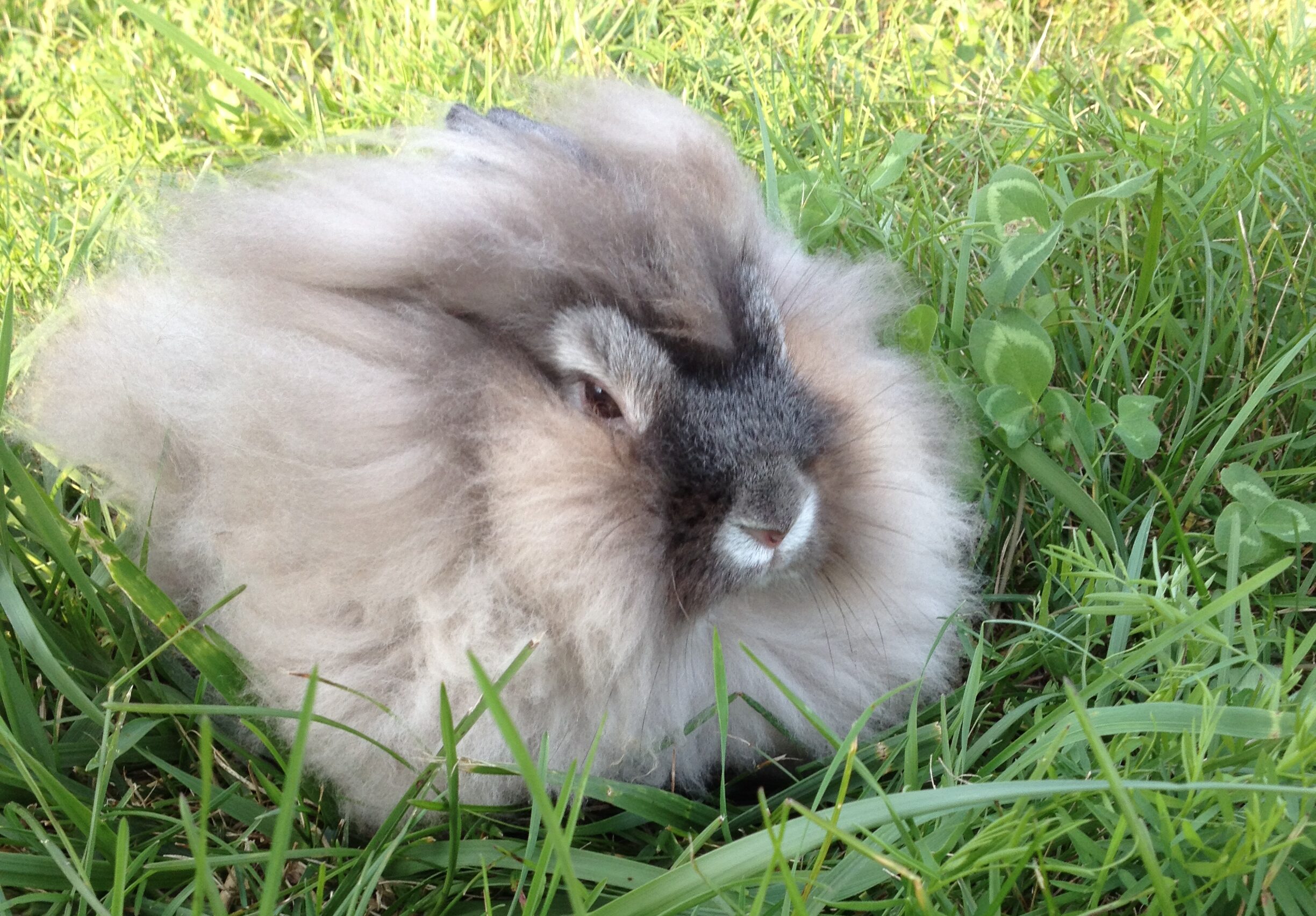 Lionhead rabbit