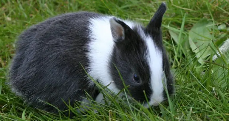 netherland dwarf breeders