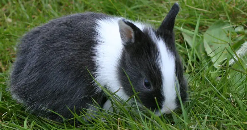 Netherland Dwarf Rabbit Breed