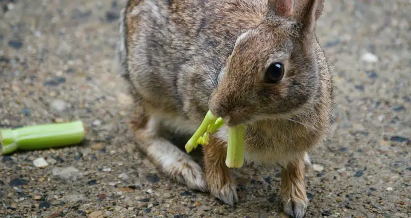 Can rabbits eat celery